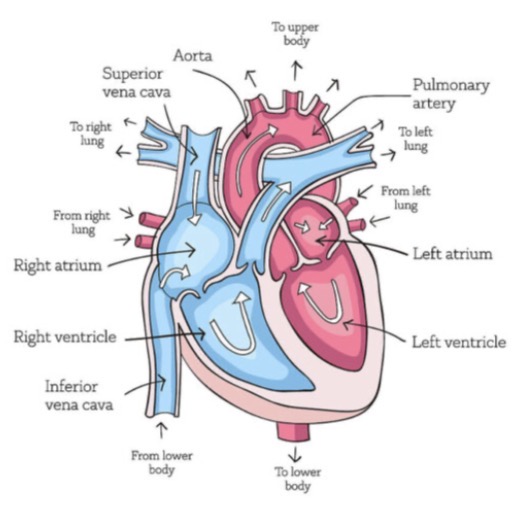 <p><strong>Right Ventricle (Deoxygenated):</strong><span><span> Pulmonary Trunk (leads to Pulmonary Arteries). </span></span></p><p><strong>Left Ventricle (Oxygenated):</strong><span><span> Aorta.</span></span></p>