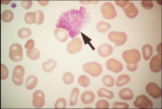 <p>What type of cell is this?</p>