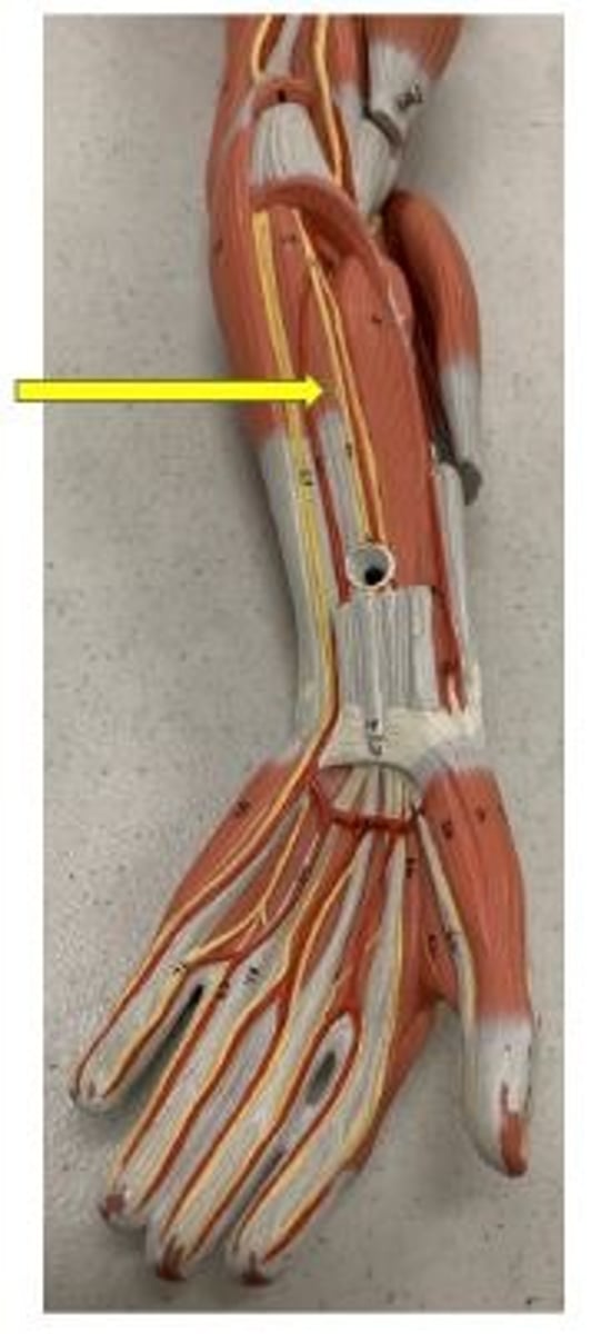 <p>flexes distal joints of fingers</p>