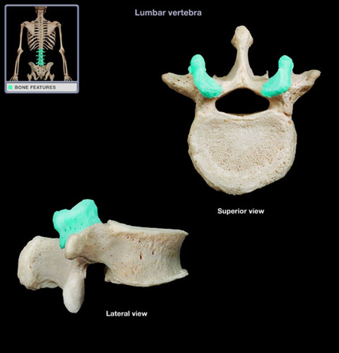 <p>Joint above</p>