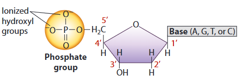 <p>The monomers of nucleic acids with three parts</p>
