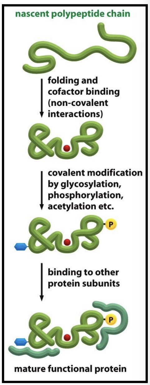 <p>post-translational modifications for <strong>basic protein function</strong></p><ol><li><p>protein …</p></li><li><p>protein … to correct …</p></li><li><p>… interactions</p></li><li><p>… activity</p></li></ol><p></p>
