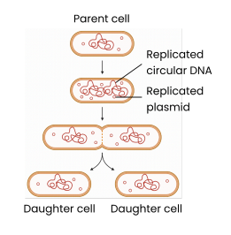 <p><strong>What is the first step of binary fission in prokaryotic cells?</strong></p>