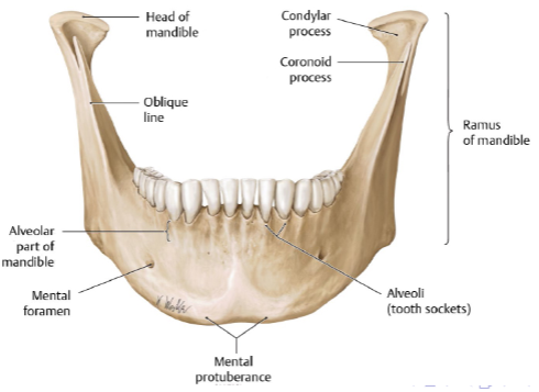 <p>chin</p><ul><li><p>a triangular projection on the anterior part of the mandible located at the midline</p></li></ul><p></p>