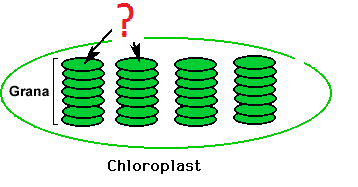 <p>Thylakoid membrane - sits between the thylakoid space and the stroma</p>