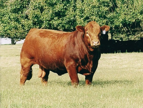 <p> French beef breed imported to the U.S. in 1968 used to increase leanness.</p>
