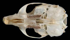 <p>Family Cricetidae Clethrionomys californicus (california red backed vole)</p>
