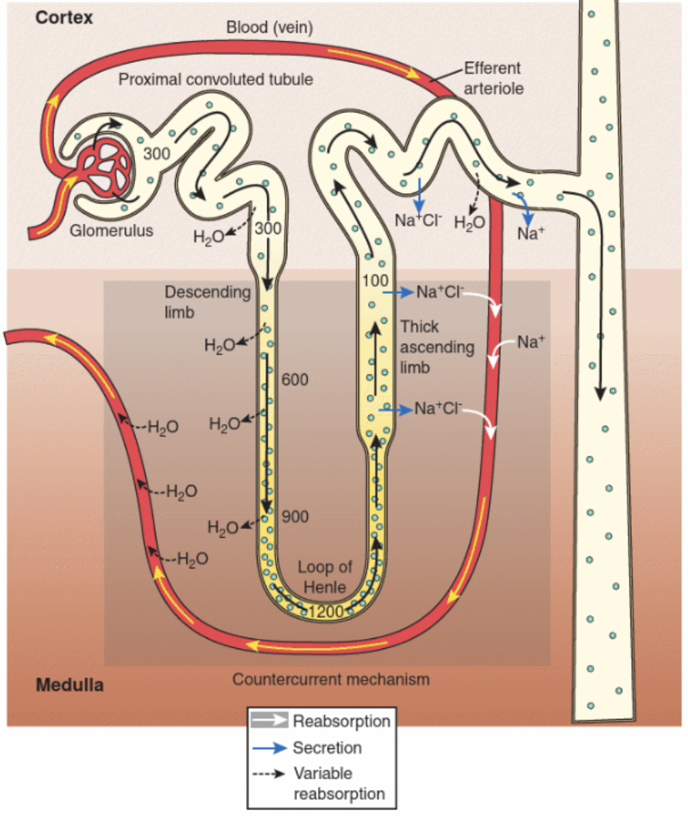 <p>Describe of loop of henle. </p>