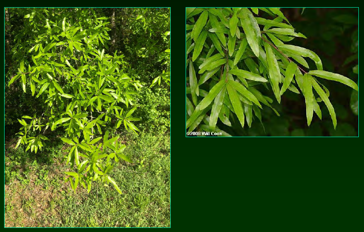 <p>•</p><p>Moist habitat</p><p>•</p><p>Can be confused with Quercus laurifolia</p><p>•</p><p>Popular landscape tree</p><p>•</p><p>Key Characters:</p><p>•</p><p>Narrow leaves</p><p>•</p><p>Dense branching architecture</p><p>•</p><p>Smooth bark</p>