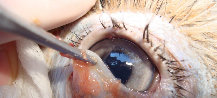 <p>Identify the causative agent</p>