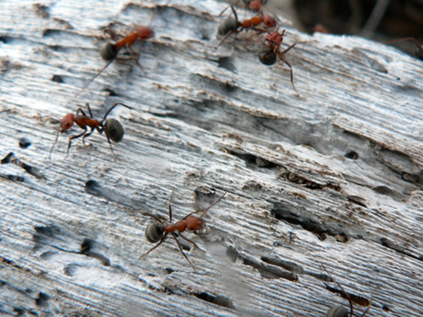 <p>ant</p>