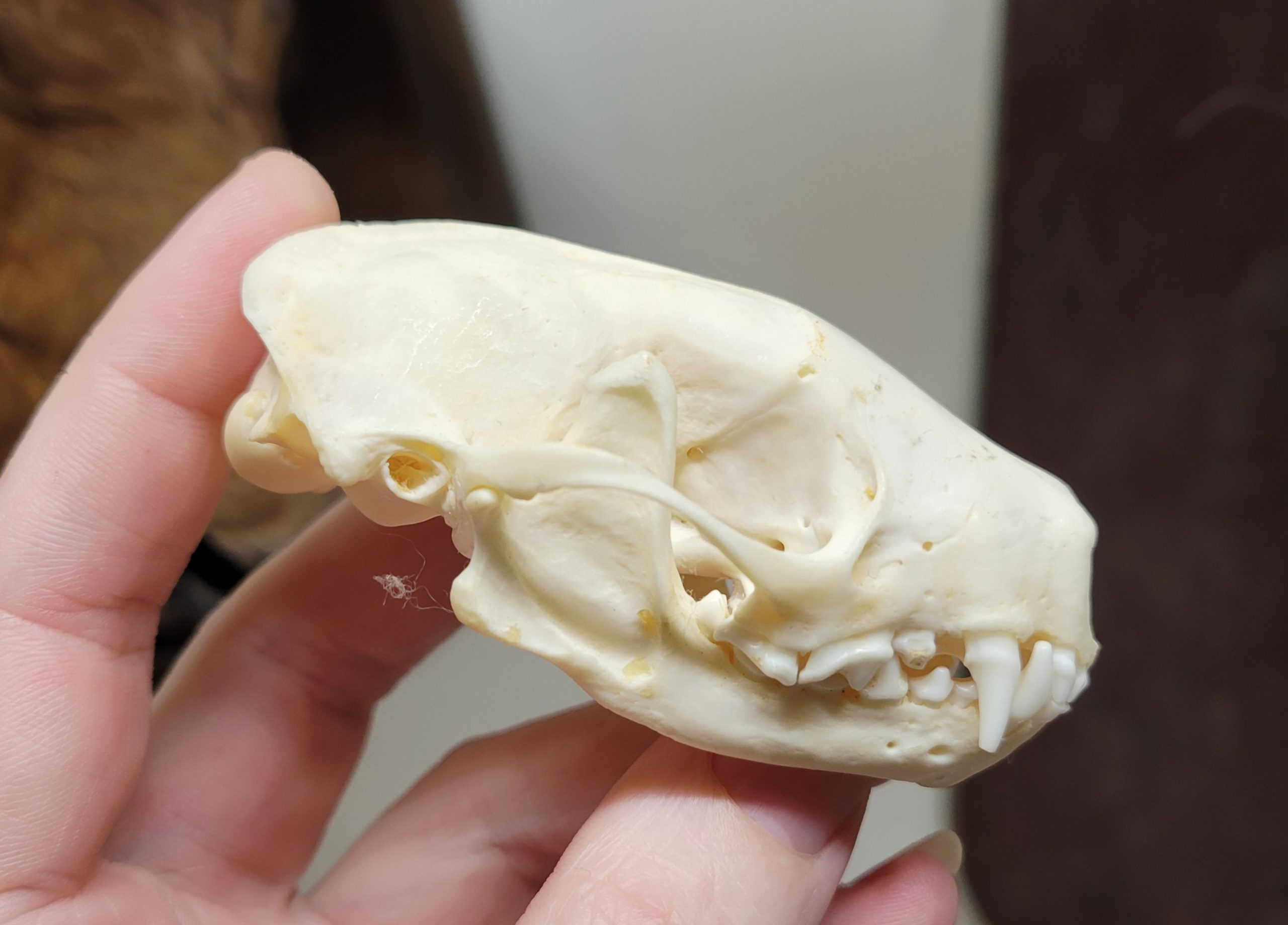 <p>Smaller skull</p>