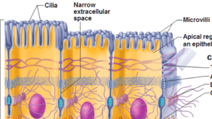<ul><li><p>Flagella: aid in the movement of the cell; sperm are the only cells w flagella</p></li><li><p>Cilia: <strong><u>move materials</u></strong> across the surface of the cell - in <mark data-color="yellow" style="background-color: yellow; color: inherit;">respiratory tract</mark></p><ul><li><p>cells in respiratory tract push mucus up the tract to the nose to dispose of it</p></li><li><p>are bigger than microvilli in length & width</p></li></ul></li><li><p>Microvilli: fingerlike projections that increase surface area for better <strong><u>absorption</u></strong> - in <mark data-color="yellow" style="background-color: yellow; color: inherit;">digestive tract (small intestine)</mark> and kidneys</p></li></ul><p></p>