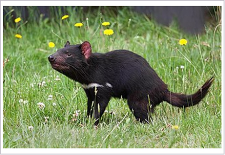 <p>What is the order of the animal shown?</p>