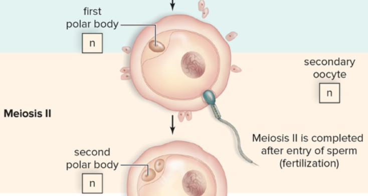 <p>is the stage in oogenesis where the secondary oocyte completes meiosis, resulting in one mature ovum and another polar body, both haploid (n), completing the process of oocyte development. </p>