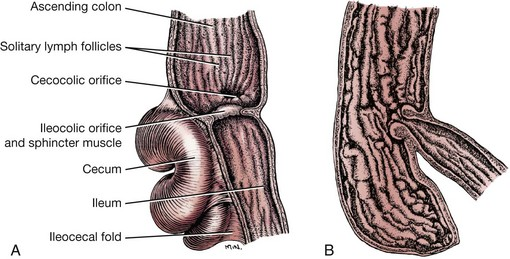<ul><li><p>formed by the junction of the <strong>ileum</strong> into the <strong>ascending colon</strong> at the <strong>caecocolic</strong> orifice</p></li><li><p>canine:<strong> cecocolic orifice and ielocolic orifice</strong></p></li><li><p>feline: <strong>ileocecocolic junction</strong></p></li></ul><p></p>