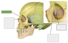 <p>Lacrimal bone: this is the</p>