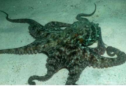 <p>MOLLUSCA Gloomy octopus</p>