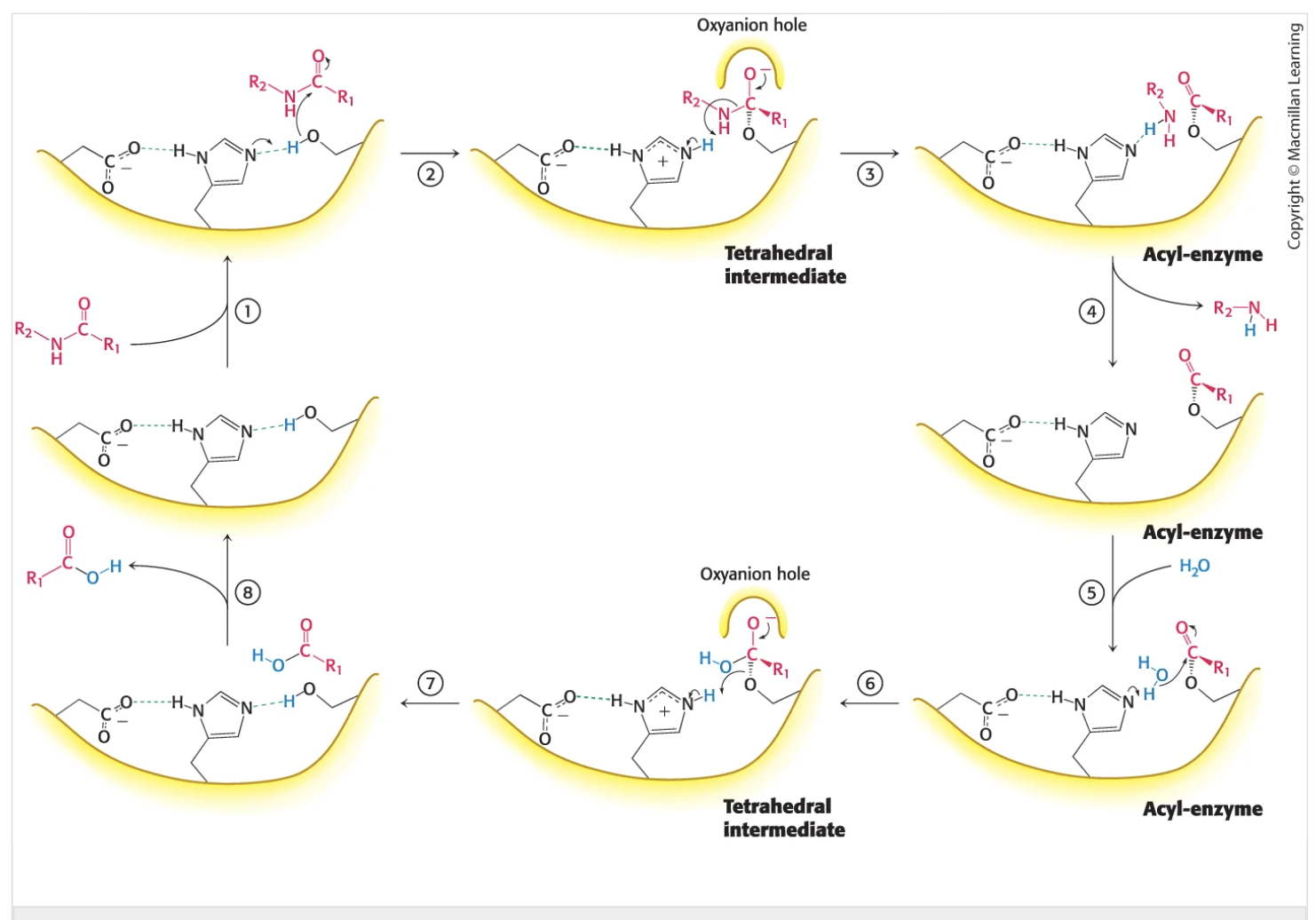 <ol><li><p>Histidine attacks the serine and removes the hydrogen to. make it a good nucleophyle </p></li><li><p>substrate binds to the enzyme</p><ol><li><p>the substrate binds to the sibtrate via noncolvaent forces- attaches to the serine (nuclophile)</p></li></ol></li><li><p>neturophile attack (tetrahedral intermediate formation</p><ol><li><p>oxygen hole binds the new found negative moleucle on the substrate as it attaches to the histidine (via its lone hydrogen)</p></li><li><p>the carbonyl part attaches to teh oxygen hole</p></li></ol></li><li><p>collapse of the tetrahedral intrmeidate</p><ol><li><p>the oxygen hole is released and teh amine and carbonlyl secont are cleved leaving 2 new residues</p></li></ol></li><li><p>release of the amine component</p><ol><li><p>amine component lost - acyl-enzyme is used to release this</p></li></ol></li><li><p>water binds to open site on carbonyl</p><ol><li><p>using the acyl enzyme h2o comes in and binds tothe carbonyl group</p></li></ol></li><li><p>nuclophile attack of watr to the acytl enzyme (tetrahedral intermediate formation)</p><ol><li><p>new oxynation hole comes to stabilize the carbonyl group = hdyrgen bond with the nigrogen on histidine</p></li></ol></li><li><p>collapse of the tetrahedral intermedate</p><ol><li><p>stabalization of histidine</p><ol><li><p>release of the new substrate</p></li></ol></li></ol></li></ol><img src="https://pubs.acs.org/cms/10.1021/ja021369m/asset/images/medium/ja021369mf00010.gif" data-width="100%" data-align="center" alt="Theoretical Perspectives on the Reaction Mechanism of Serine Proteases: The  Reaction Free Energy Profiles of the Acylation Process | Journal of the  American Chemical Society"><ul><li><p>note chromotripsin cleves petide bons selelcively on the carbonyl terminal syde of large hydrophobic amino acids</p><ul><li><p>tryptophan, tyrosine, phenyl, methonine, isoleucine</p></li></ul></li></ul><p></p>