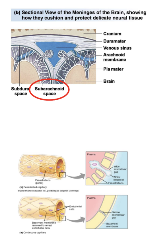 <ul><li><p><span style="background-color: transparent;">Skull</span></p></li><li><p><span style="background-color: transparent;">Meninges (parts)</span></p><ul><li><p><span style="background-color: transparent;"><u>Dura Mater</u> (tough membrane, sac like containing brain and spinal cord)</span></p></li><li><p><span style="background-color: transparent;"><u>Arachnoid membrane</u> (delicate membrane)</span></p></li><li><p><span style="background-color: transparent;"><u>Pia mater</u> (membrane directly on top of brain)&nbsp; that is tethered to arachnoid by <u>arachnoid (</u>memorization tip: spiders - pic looks like it<u>)</u> ‘Trabeculae’</span></p></li><li><p><span style="background-color: transparent;">Between pia mater and arachnoid known as the <u>subarachnoid space</u> have <u>fluid CSF</u> to float brain and prevent mechanical stress</span></p><ul><li><p><span style="background-color: transparent;">Subarachnoid space has</span></p><ul><li><p><span style="background-color: transparent;">Blood vessels > capillaries to the brain tissue > BBB (between capillaries and brain tissue)</span></p></li><li><p><span style="background-color: transparent;">Endothelial lining of the blood vessels has <u>fenestrations</u> (large gaps/pores) so that molecules can pass <u>except for the brain</u> (molecules SHOULD NOT PASS unless through the BBB)&nbsp;</span></p></li></ul></li></ul></li></ul></li><li><p><span style="background-color: transparent;">Reticular Formation</span></p></li></ul><p></p>
