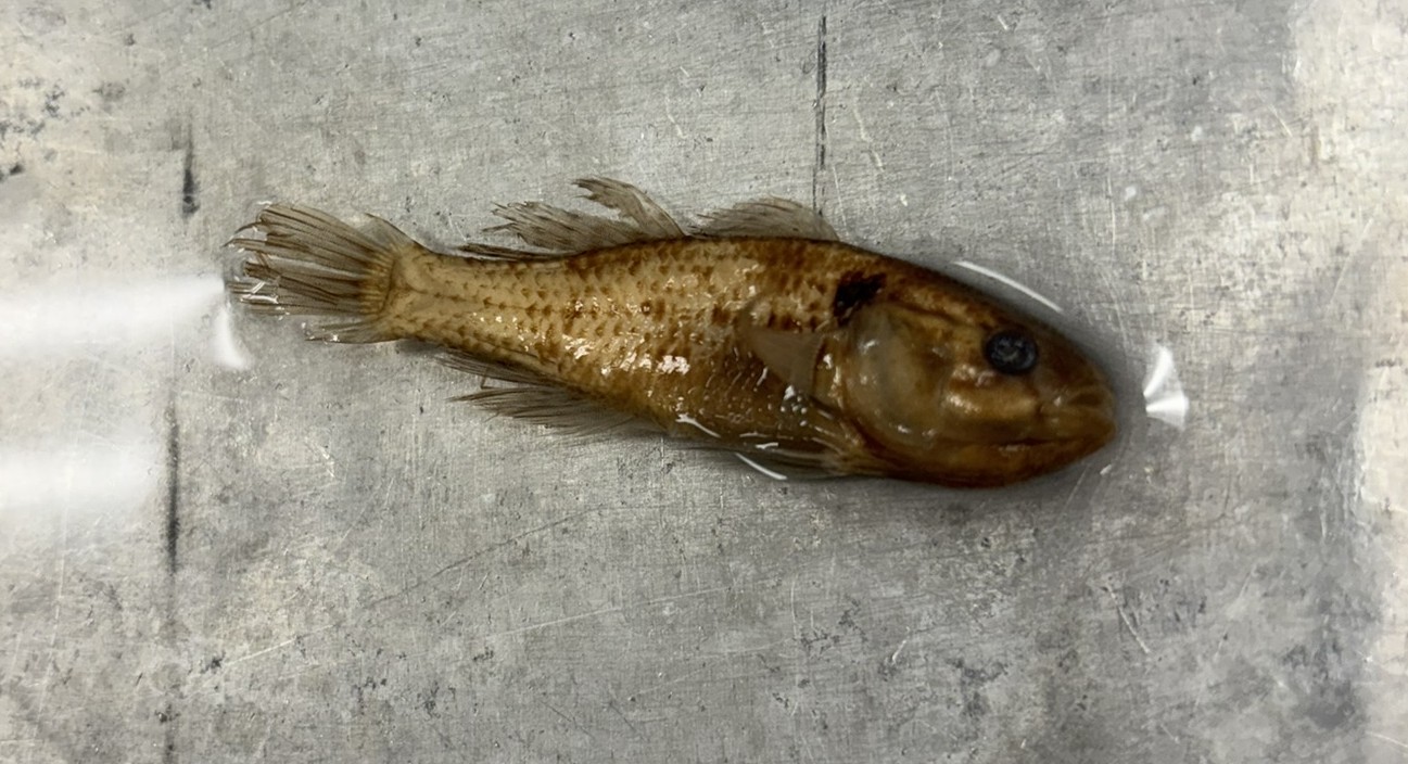 <p>Family Eleotridae (sleepers) - <em>Dormitator maculatus </em></p>