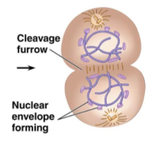 <ul><li><p>5th and final stage of mitosis</p></li><li><p>cell continues to elongate</p></li><li><p>daughter nuclei are formed at the poles of the cell (nuclear envelopes form around the chromosomes)</p></li><li><p>chromatin fibers uncoil</p></li><li><p>mitotic spindle disappears</p></li><li><p>happens together with cytokinesis</p></li></ul><p></p>