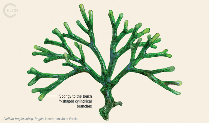 <p>green algae</p><p>siphonous </p><p>dichotomous </p>