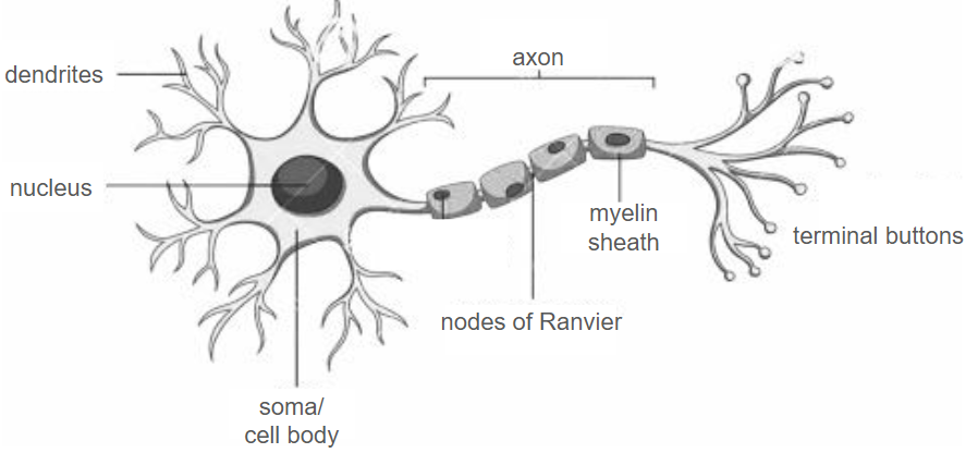 <p>Dendrites - receive impulses from neighbouring neurons &amp; carry signal towards the cell body.</p><p>Nucleus - (doesn’t matter) </p><p>Soma/ cell body - contains the nucleus and the genetic material of the cell</p><p>Nodes of Ranvier - gaps between the myelin sheath. They speed up transmission by allowing the signal to “jump” across the gaps on axon.</p><p>Myelin sheath - fatty layer that surrounds the axon and speeds up transmission of signal</p><p>Terminal buttons - where the signal has to cross a synapse to the next neuron</p><p>Axon - carries the signal away from the cell body down the neuron</p>