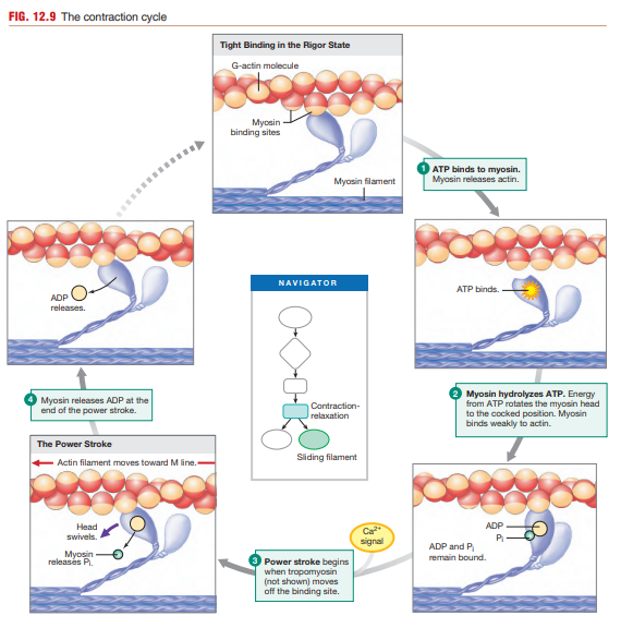 <p>ATP is essential for multiple processes:</p><p> 1. Cross-bridge detachment </p><p>ATP binding releases myosin from actin.</p><p> 2. Re-cocking myosin </p><p>ATP hydrolysis energizes myosin head.</p><p> 3. Calcium reuptake </p><p>Ca²⁺-ATPase pumps calcium back into SR.</p><p> Without ATP: </p><ul><li><p>Cross-bridges remain attached</p></li><li><p>Calcium remains elevated</p></li><li><p>Muscle becomes rigid</p></li></ul><p>This causes:</p><ul><li><p>Rigor mortis after death</p></li></ul><p></p>