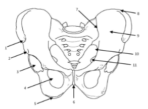 <p><span>features of the pelvic girdle</span></p>