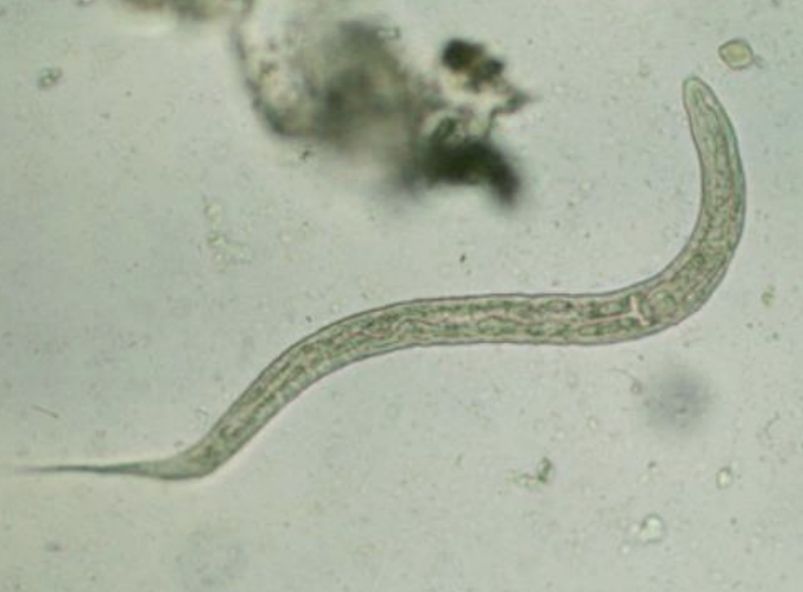 <p>what kinda worm larva is this? </p>