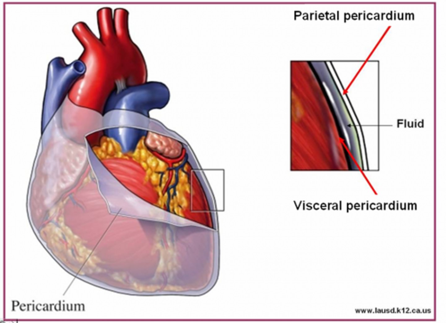 <p>Serous membrane surrounding the heart.</p>