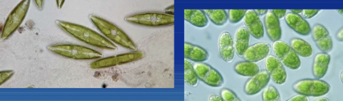 <p>How are protists <strong>nutritionally</strong> diverse?</p>