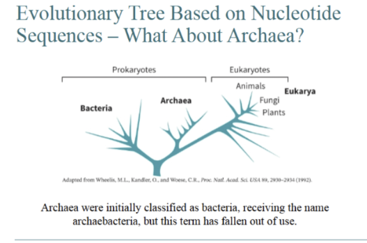 <p><span style="background-color: transparent;">Evolutionary Tree Based on Nucleotide Sequences (rRNA) - Prokaryotes + Euks. Archaea = Extremophiles</span></p><p><span style="background-color: transparent;">This diagram reveals that the ancestors of archaea and bacteria separated before the <strong>eukarya emerged from an archaea-like ancestor. Note that the closely spaced fungi, plants, and animals are actually more similar to each other than are many groups of prokaryotes.</strong></span></p><p><span style="background-color: transparent;">Bacteria =&nbsp; inhabit solids, surface water and tissues of other organisms.&nbsp;</span></p><p><span style="background-color: transparent;">Archaea: inhabit extreme environments (e.g. salt lakes, hot springs).&nbsp;</span></p>