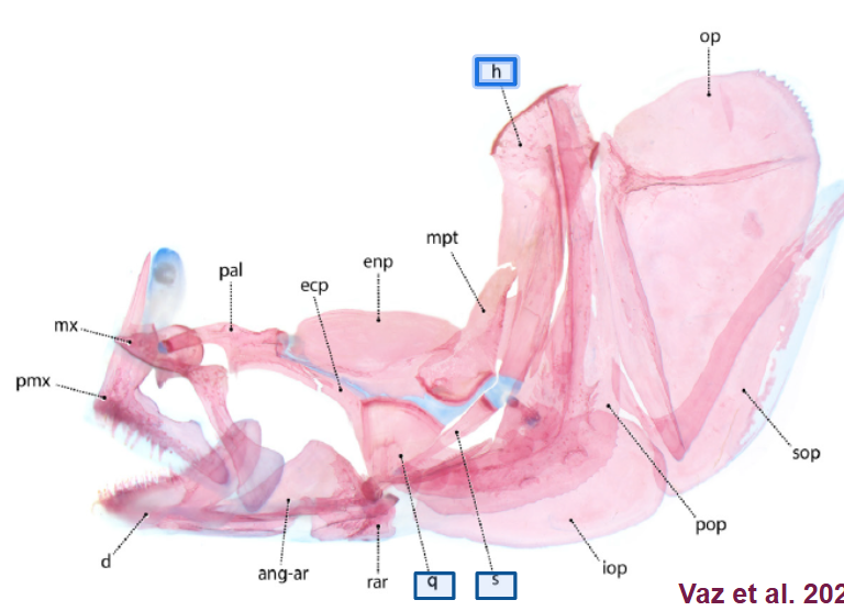 <p><span style="background-color: transparent;">Suspensorium: top of it attach to skull on either side, can move jaw laterally/let it expand</span></p>