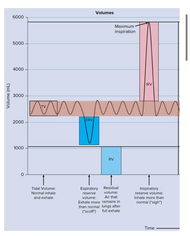 <ul><li><p><span style="background-color: transparent;">Process of measuring volumes of air that move into and out of the respiratory system using a spirometer</span></p></li><li><p><span style="background-color: transparent;">Pulmonary volumes:</span></p><ol><li><p><span style="background-color: transparent;">Tidal volume</span></p></li><li><p><span style="background-color: transparent;">Inspiratory reserve volume</span></p></li><li><p><span style="background-color: transparent;">Expiratory reserve volume</span></p></li><li><p><span style="background-color: transparent;">Residual volume</span></p></li></ol></li></ul><p></p>