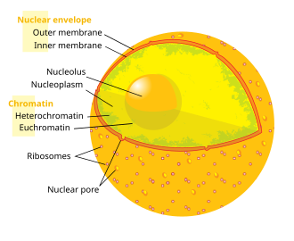 <p><strong>-Membrane that surrounds the nucleus.</strong></p><p></p><p>-It <strong>controls what enters and leaves</strong> the nucleus through small openings called <strong>nuclear pores</strong>.</p><p></p><p>-Only in eukaryotic cells.</p>