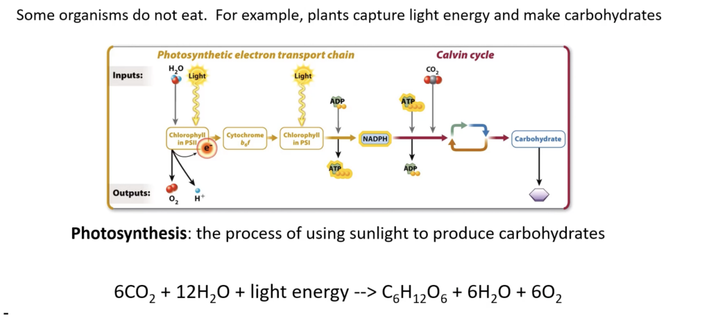 <p><span style="background-color: transparent; font-family: "Times New Roman", serif;">Carbohydrates are the most abundant sources of ATP that fuel our bodily processes 1) Formed by the polymerization monosaccharides through glycosidic bonds to form complex sugars </span></p><p><span style="background-color: transparent; font-family: "Times New Roman", serif;">2) Monosaccharides include glucose, fructose, and galactose </span></p><p style="text-align: justify;"><span style="background-color: transparent; font-family: "Times New Roman", serif;">3) Special proteins called enzymes can catalyze the condensation reaction between specific hydroxyl groups of certain monosaccharides to produce disaccharides such as lactose, sucrose, maltose and others (metabolism of carbohydrates requires proteins called enzymes)</span></p><p><span style="font-family: "Times New Roman", serif;">4) The reaction occurs between the OH group of carbon 1 of one molecule and carbon 4 of another</span><span style="background-color: transparent; font-family: "Times New Roman", serif;"> </span><span style="font-family: "Times New Roman", serif;">monosaccharide to give either</span><span style="background-color: transparent; font-family: "Times New Roman", serif;"> </span></p><p><span style="font-family: "Times New Roman", serif;">a) Alpha 1-4 glycosidic linkage</span><span style="background-color: transparent; font-family: "Times New Roman", serif;"> </span></p><p><span style="background-color: transparent; font-family: "Times New Roman", serif;">b</span><span style="font-family: "Times New Roman", serif;">) Beta 1-4 glycosidic linkage</span><span style="background-color: transparent; font-family: "Times New Roman", serif;"> </span></p>