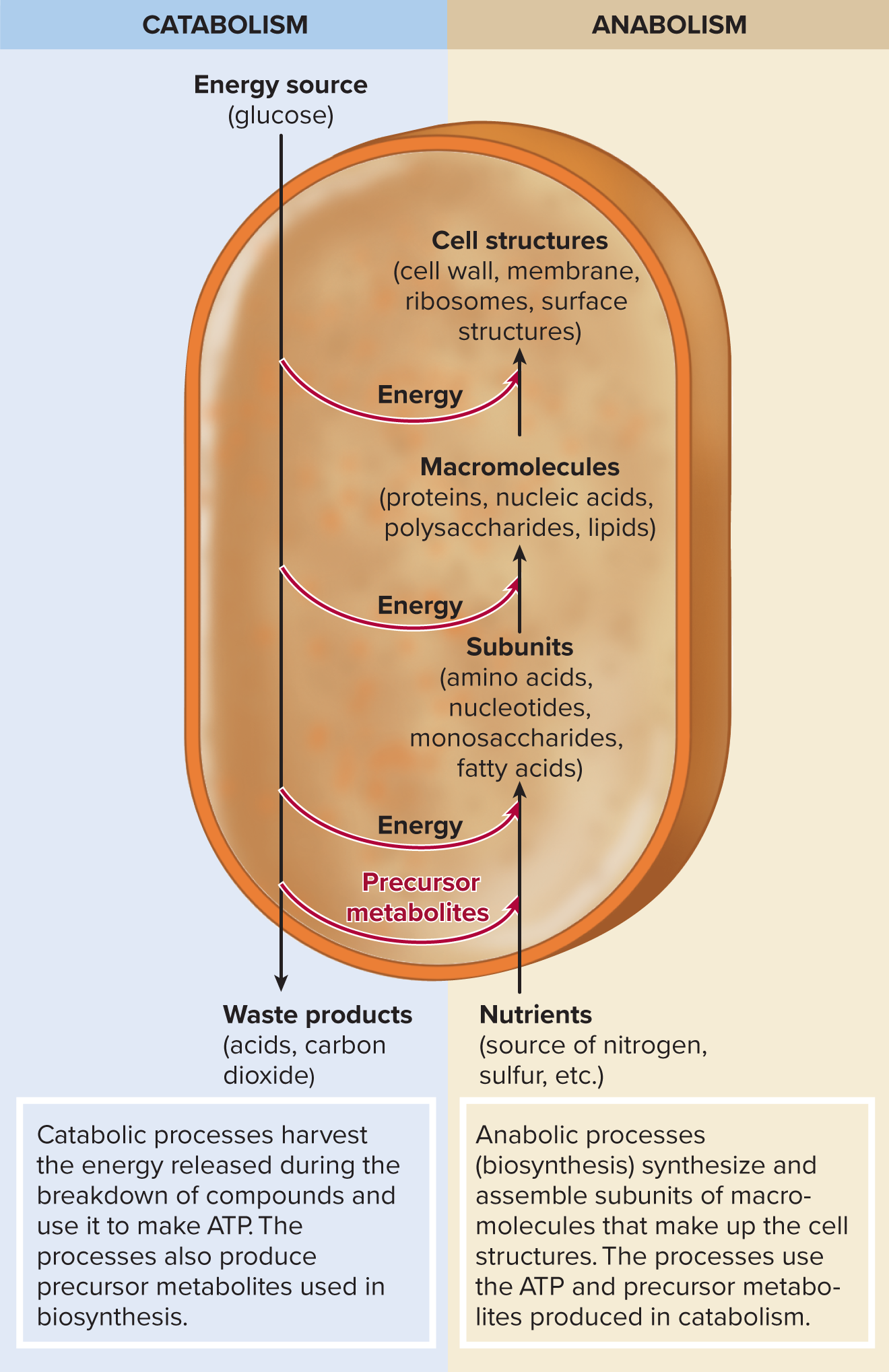 <p><mark data-color="blue" style="background-color: blue; color: inherit;">2/2 component of metabolism</mark></p><ul><li><p>building large molecules by bonding simpler ones together</p></li><li><p>creation of bonds = input of energy</p></li><li><p><strong><mark data-color="purple" style="background-color: purple; color: inherit;">endergonic reaction</mark></strong>: reaction that uses energy</p></li></ul><p></p>