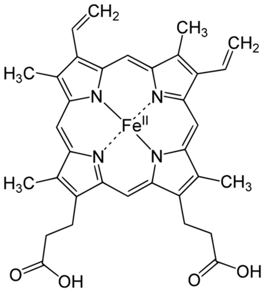 <p>Carbon ring structure with iron; binds oxygen in hemoglobin</p>