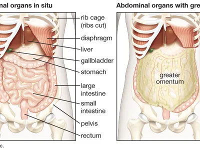 <p>Abdominal Cavity</p>