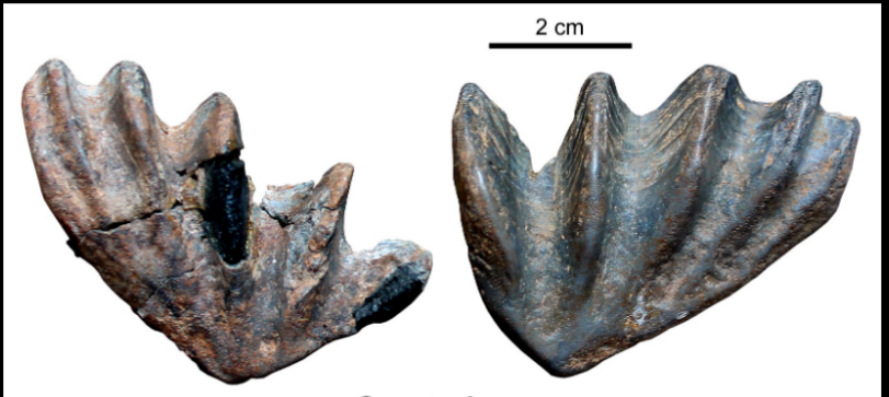 <ul><li><p>upper triassic </p></li><li><p>EU, germany</p></li></ul><p></p>