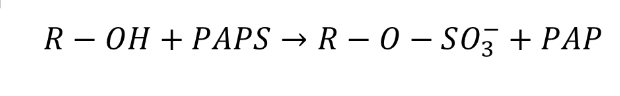<ul><li><p>makes sulfate ester</p></li><li><p>catalyzed by a dozen of sulfotransferases (SULTs)</p></li><li><p>uses PAPS as a high energy sulfonate donor</p></li></ul><p></p>