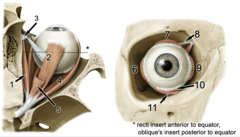 <p>Identify the structure at #1</p>