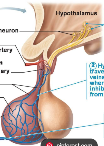 <ul><li><p>Contains the <strong><u>hypophyseal portal system</u></strong>. </p></li><li><p>necessary for the rapid hormone exchange between pituitary gland and target cells (avoids bloodstream)</p></li><li><p>Helps the pituitary communicate with the hypothalamus </p></li></ul><p></p>