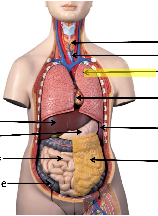 <p>identify the body cavity</p>