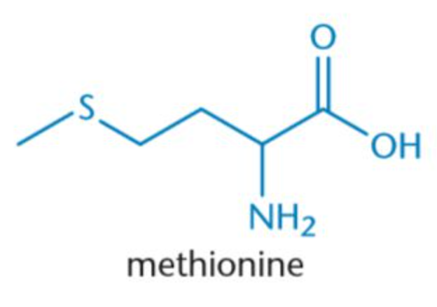 <p>Met, M</p>