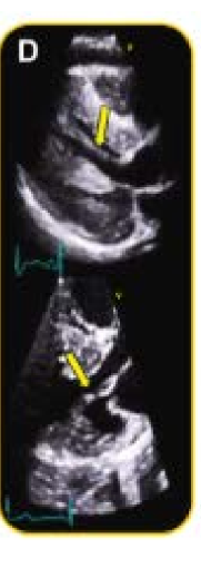 <p>what does this image show?</p>
