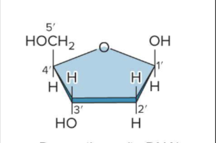 <p>is this sugar for DNA or RNA why </p>