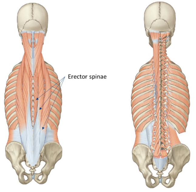 <p>erector spinae → prime movers of back esp. in sagittal plane</p><ul><li><p><span>Concentrically extend the trunk</span></p></li><li><p><span>Eccentrically control trunk flexion</span></p></li><li><p><span>Commonly implicated with postural issues</span></p></li></ul><p>transverse spinalis → group of short muscles deep to erector spinae </p><ul><li><p><span>Control more fine movements at vertebral segments</span></p></li><li><p><span>Importantascular in rehab for improving segmental movements -> esp. multifidus in lumbar spine</span></p></li></ul><p></p>